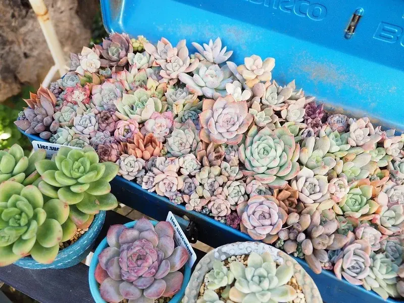 Ảnh vườn sen đá đẹp mê mẩn trong thế giới cây nhỏ