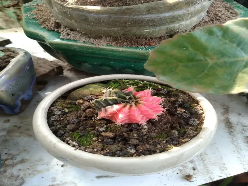 Ảnh xương rồng mang cá tính riêng cho không gian