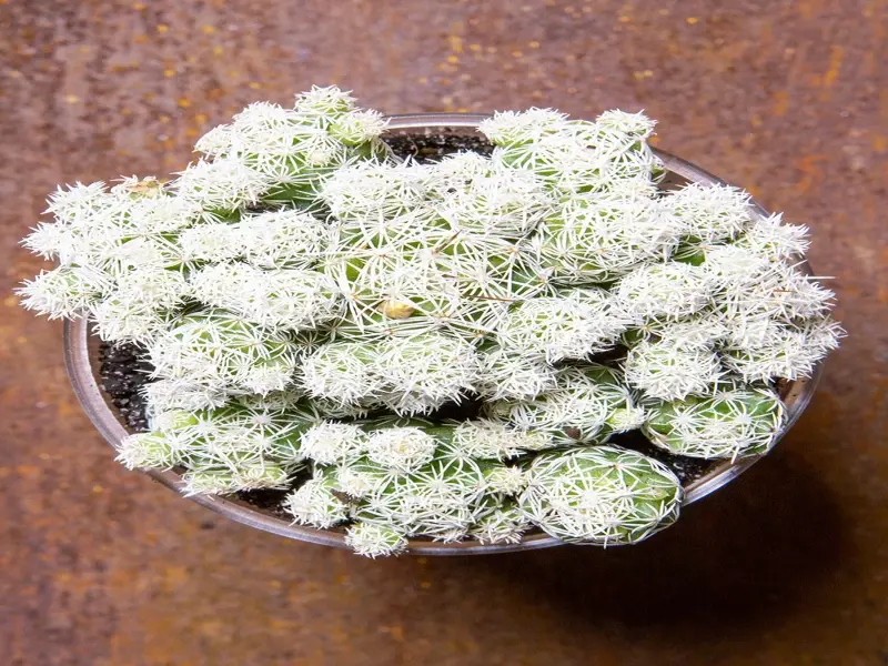 Ảnh xương rồng Trứng Cút khiến dân mê cây phát cuồng