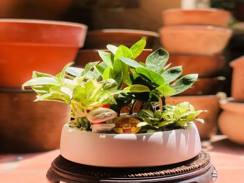 Khám phá 75+ ảnh tiểu cảnh cây phong thủy chuẩn chuyên gia