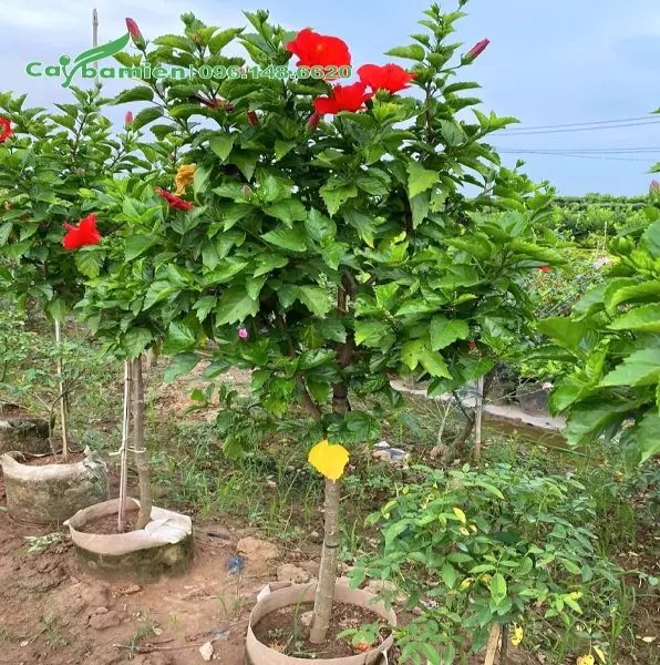 cây râm bụt bon sai đẹp mê hoặc qua 15 ảnh