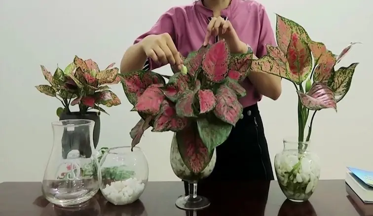 Cây Vạn Lộc mini đẹp rực rỡ cho góc xanh may mắn