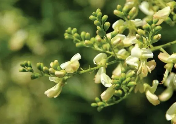 Hoa hòe đẹp dịu dàng và những khung hình khiến lòng xao xuyến