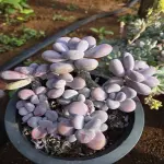 Khám phá 88+ ảnh sen đá sỏi hồng loài cây tượng trưng tình yêu