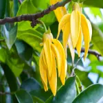 Cây Hoàng Lan và những khung hình khiến lòng say