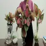 Cây Vạn Lộc mini đẹp rực rỡ cho góc xanh may mắn