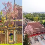 Hoa ngô đồng Huế đẹp mê hoặc giữa trời xuân