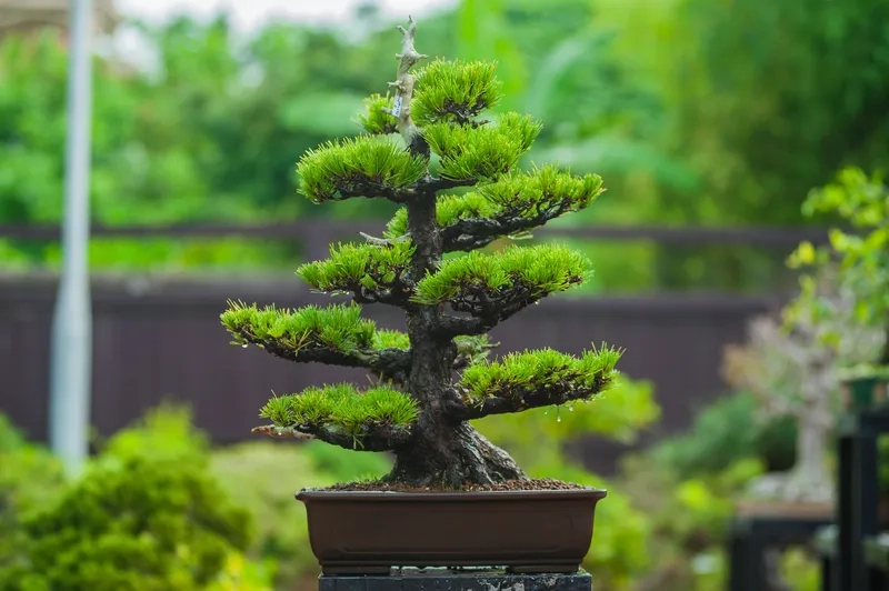 Hướng dẫn cách trồng cây bonsai