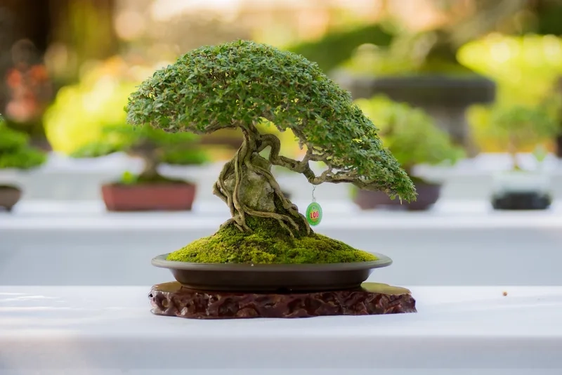 Mẹo thiết kế bonsai đẹp phong thủy