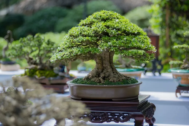 Mẫu bonsai trái đẹp trĩu cành