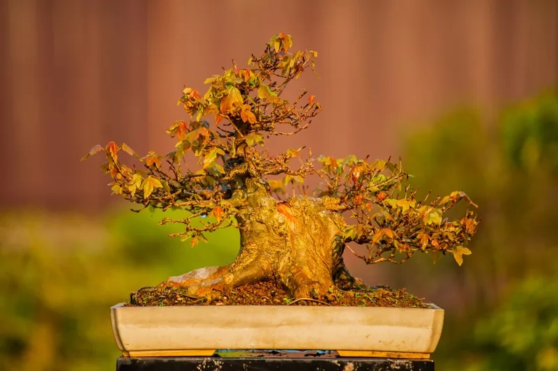 Học kỹ thuật tạo bonsai đẹp mắt