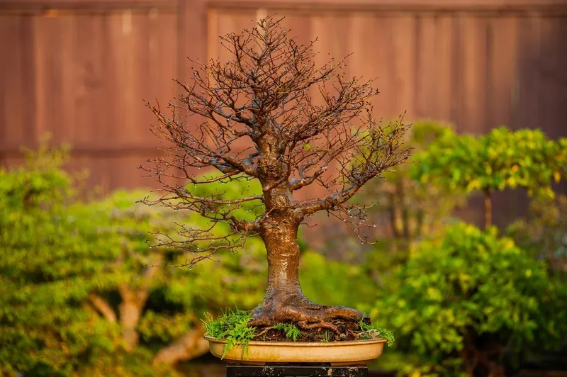 Các mẫu bonsai đẹp Việt Nam độc