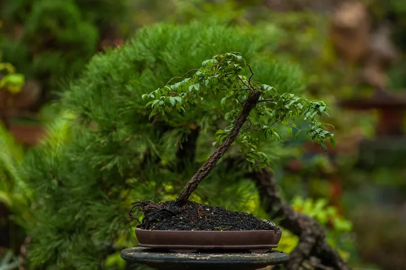 Thế bonsai dáng trực đẹp uy nghi