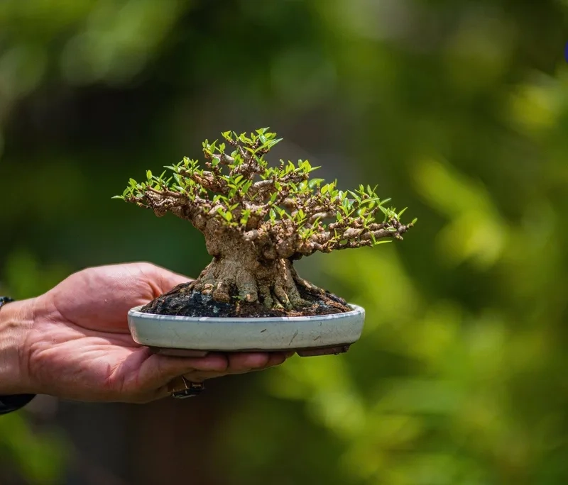 Chậu bonsai mini để bàn xinh