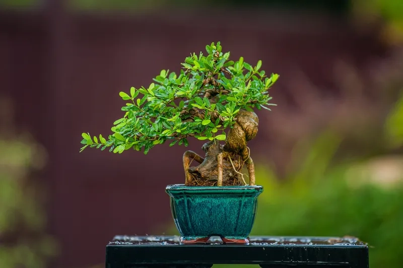 Shop bonsai mini Hà Nội xịn