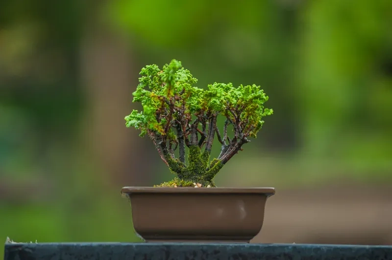 Bộ combo bonsai mini giá tốt