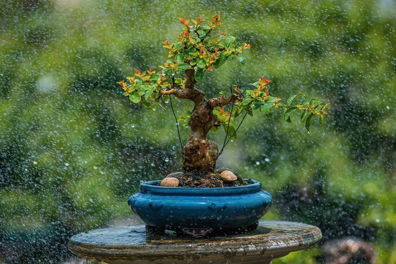 Mẫu tiểu cảnh bonsai mini lạ