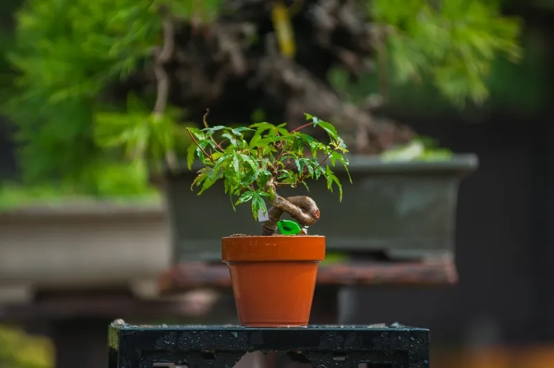 Làm quà tặng bonsai mini sang