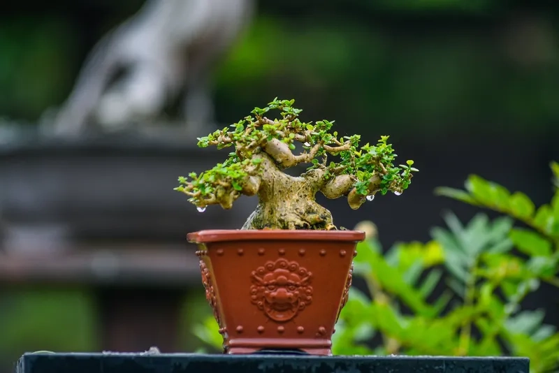 Đôi bonsai mini ra hoa rực rỡ