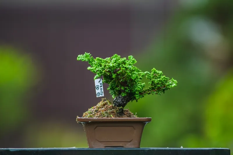 Kiểu cây cảnh mini bonsai đẹp