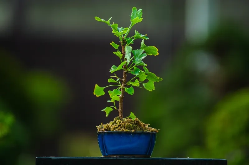Dòng bonsai mini không cần nắng