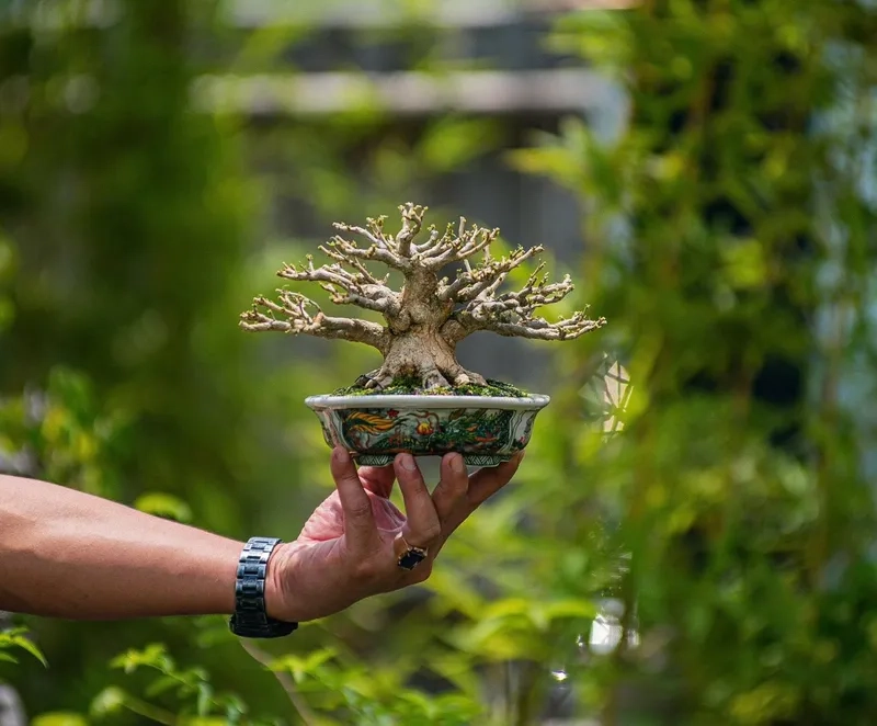 Mua phụ kiện bonsai mini chất