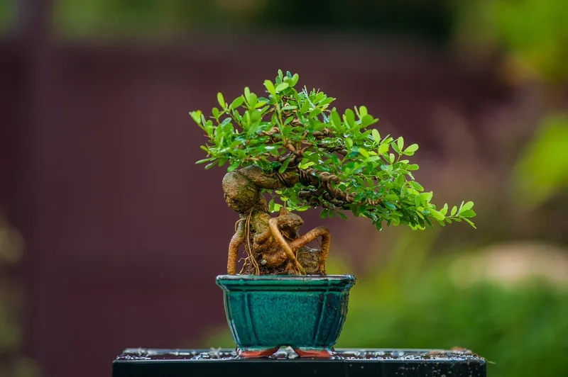 Mẫu chậu bonsai mini đẹp sành