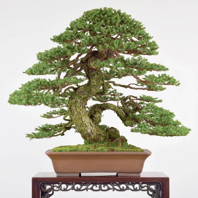 Khám phá phong cách bonsai Nhật Bản