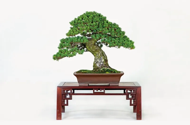 Tìm hiểu triết lý bonsai Nhật Bản hay