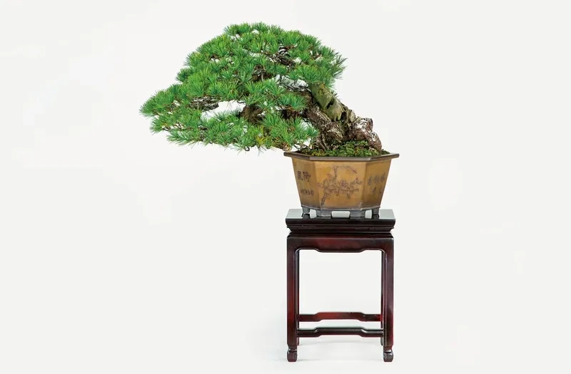 Ghé thăm Omiya Bonsai Village cổ