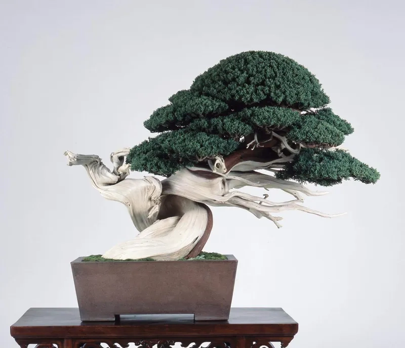 Gặp gỡ nghệ nhân bonsai Nhật Bản giỏi