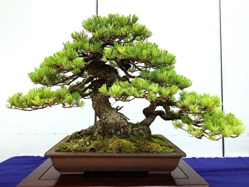 Mẫu bonsai thông đen Nhật Bản đẹp