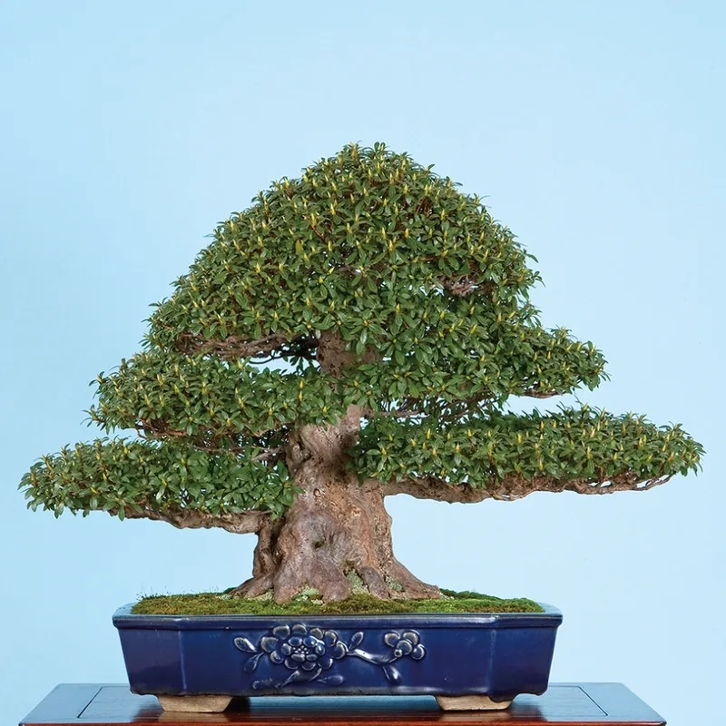Lớp học làm bonsai Nhật chuyên sâu