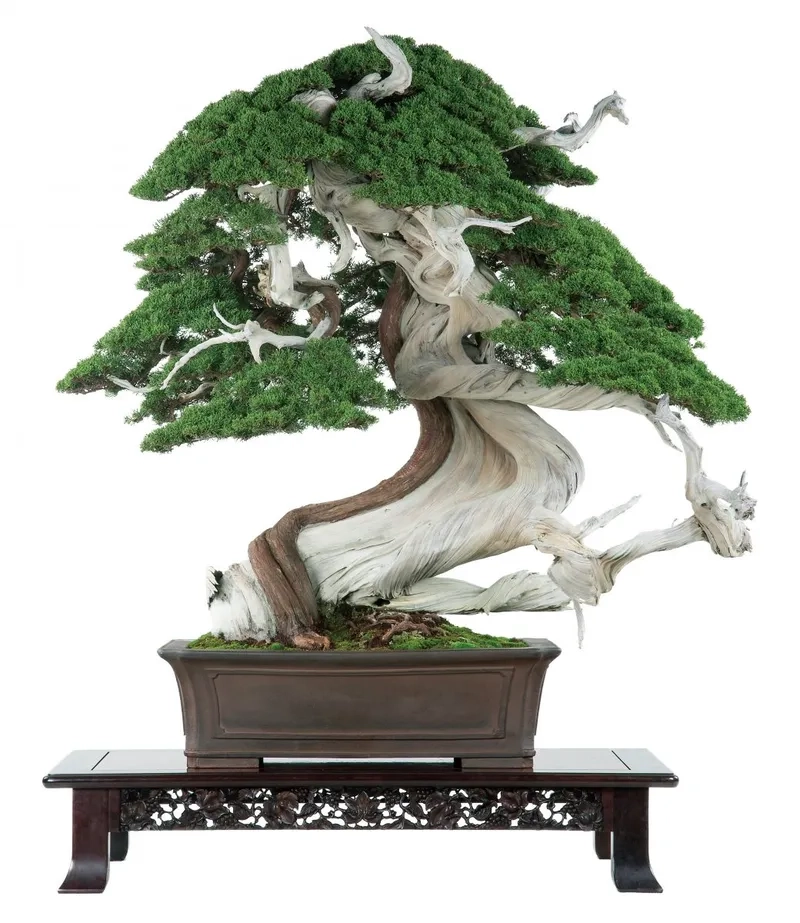 Xem đặc điểm bonsai Nhật Bản lạ