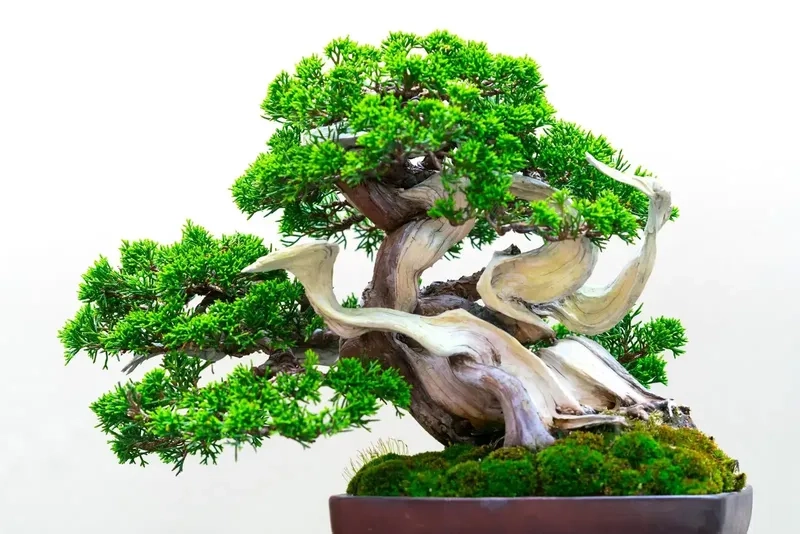 Vẻ đẹp của cây tùng Nhật Bản cổ