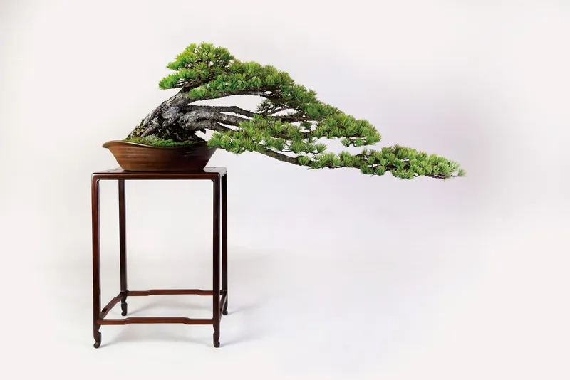Mẫu Satsuki Azalea bonsai rực rỡ