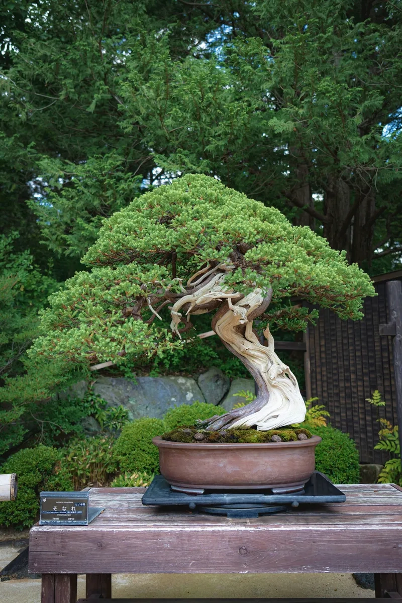 Nét tĩnh trong bonsai Zen Nhật Bản