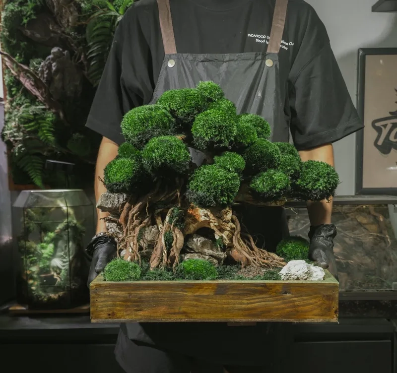 Xem giá cây bonsai tại Việt Nam mới