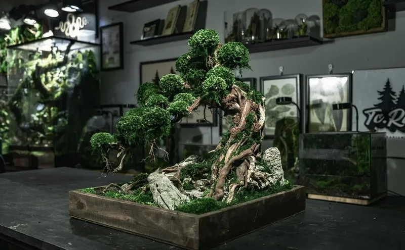 Gốc bonsai cổ thụ Việt Nam uy nghi
