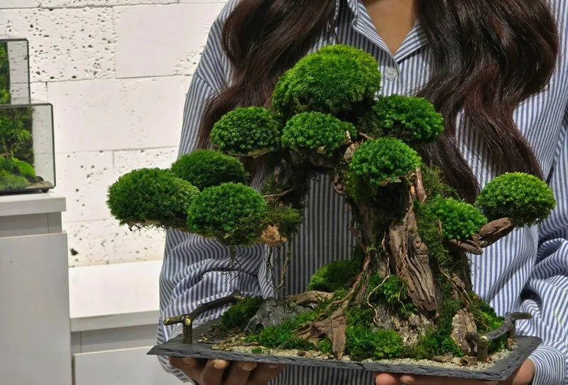 Đi triển lãm bonsai Việt Nam 2025