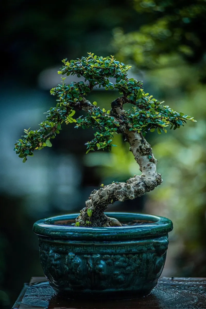 Xem tác phẩm bonsai Việt Nam đạt giải