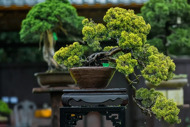 Thăm vườn bonsai nghệ thuật Việt Nam