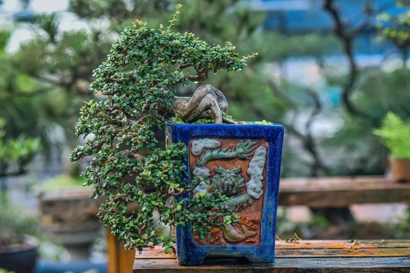 Dòng bonsai Việt Nam xuất khẩu tốt