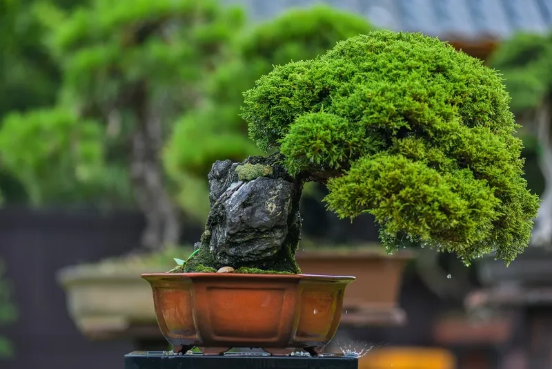 Tham gia cộng đồng yêu bonsai Việt
