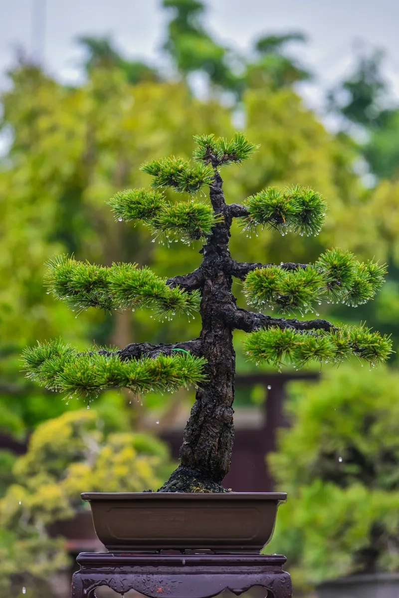 Cuốn sách bonsai Việt Nam hay nhất
