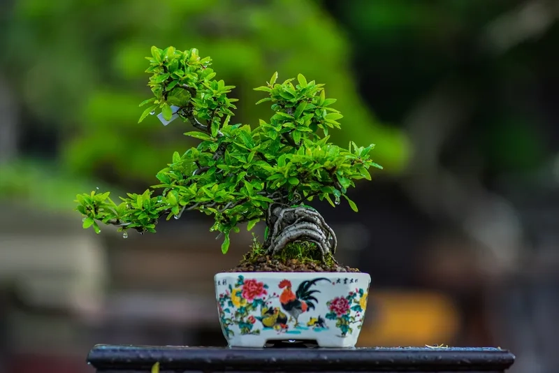 Học kỹ thuật bonsai người Việt sành