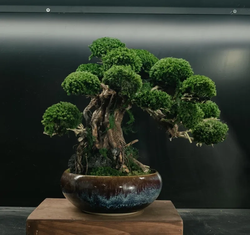 Kiểu phong cách bonsai truyền thống Việt