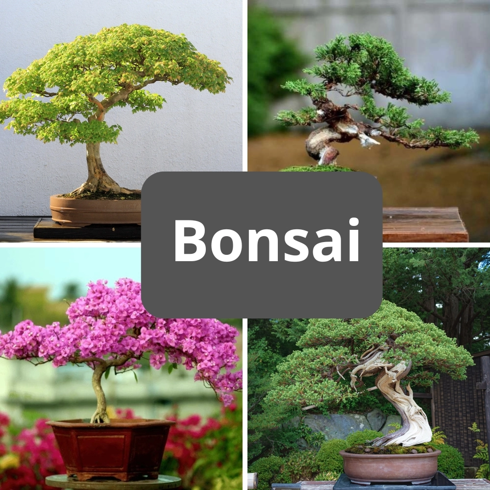 Tổng hợp những hình ảnh bonsai chất lượng