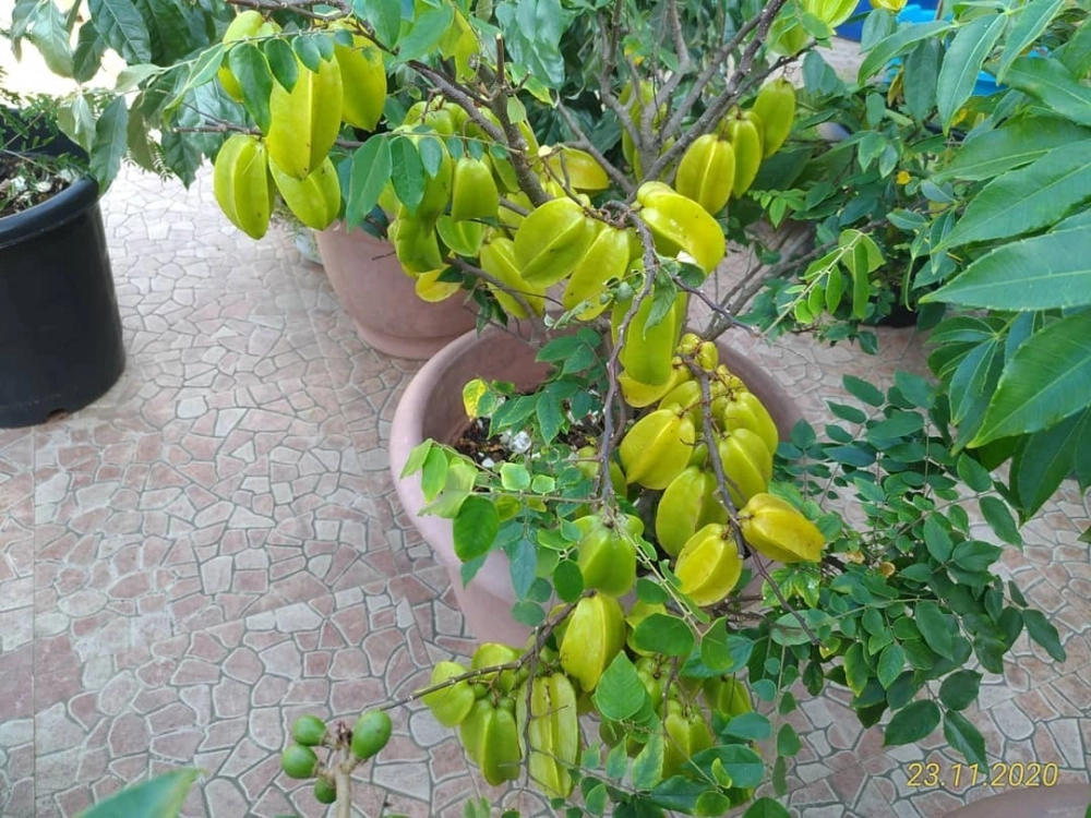 Cây khế ngọt sai trĩu quả vàng ươm trồng làm cây ăn quả trong chậu trên sân thượng