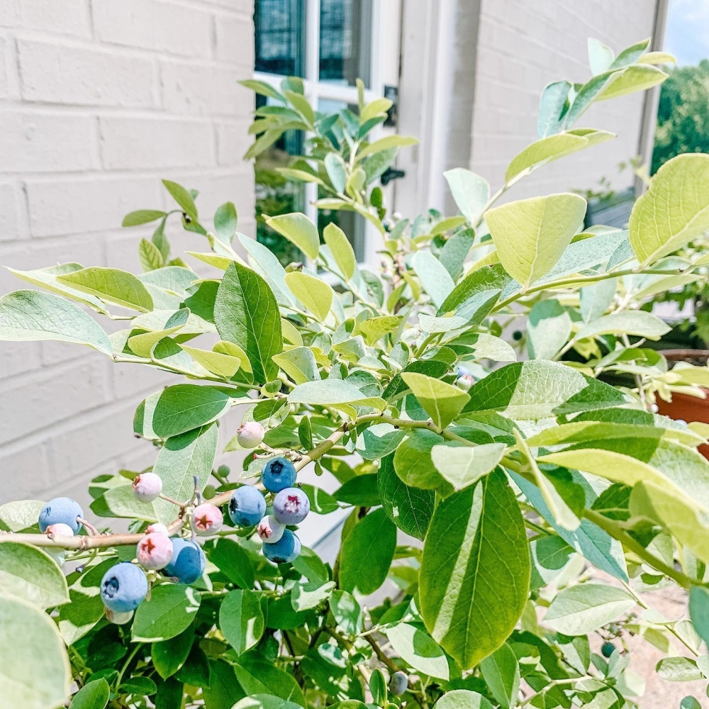 Cận cảnh cành cây việt quất trồng trong chậu với những chùm quả đang chuyển màu chín trước hiên nhà